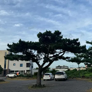 제갈양 리뷰 사진