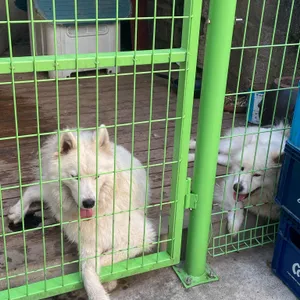 시골향참나무장작구이 리뷰 사진