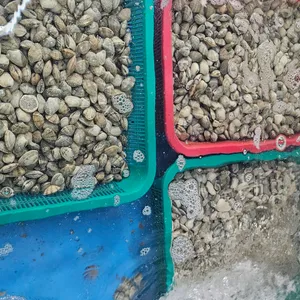 대부도바지락칼국수 리뷰 사진