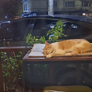 다마네기 리뷰 사진