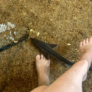 베르테라 사진