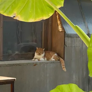 파이키 리뷰 사진