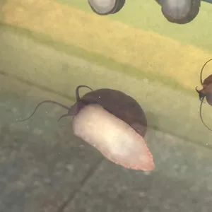 바주모 우렁보쌈 리뷰 사진
