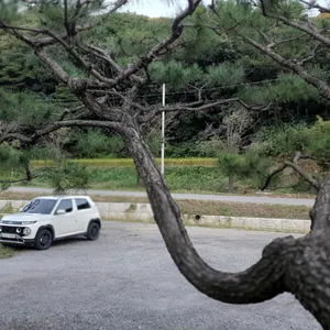 조가네 리뷰 사진