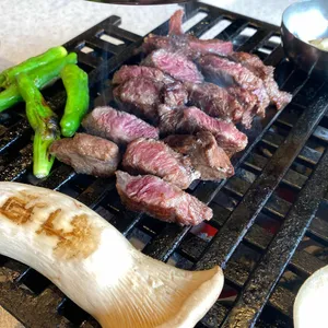 백송 사진