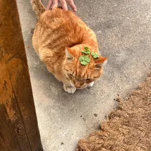 줄리스 리뷰 사진
