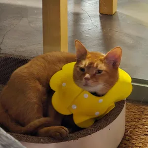 올리코 리뷰 사진
