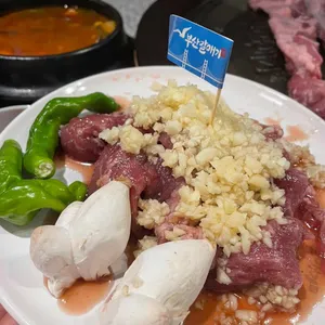 부산갈매기 사진