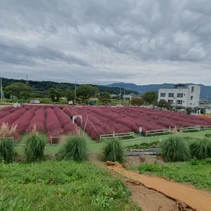 유기농카페 리뷰 사진