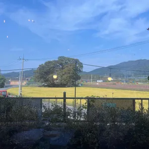 봄이오듯 리뷰 사진