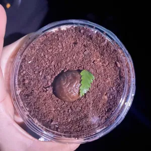 메릴본케이크 사진