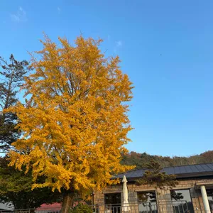 마롱리 면사무소 카페 리뷰 사진