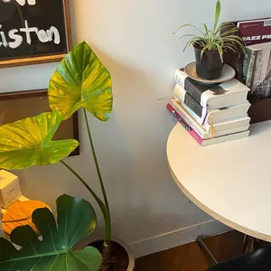 호머 리뷰 사진