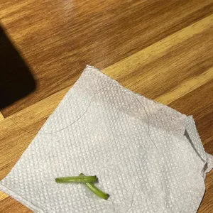편백집  사진