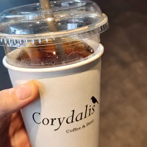 코리달리스 사진