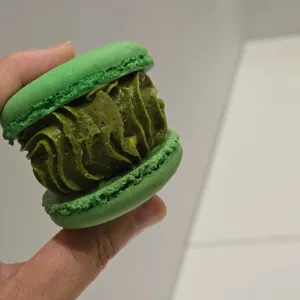 커피 선인장 사진