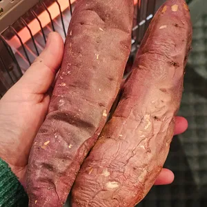 만쥬리아 사진
