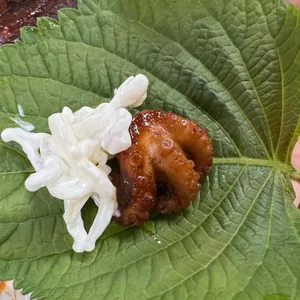 나정순 할매쭈꾸미 리뷰 사진