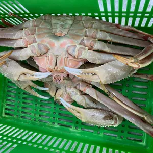 비치대게 사진 2