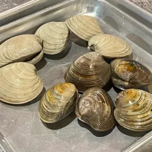 화니조개구이 리뷰 사진