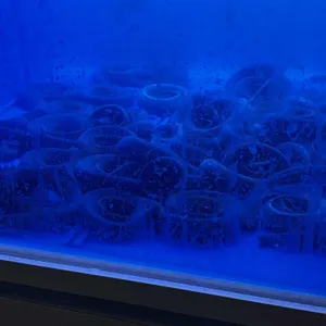 영랑 산꼼장어 숯불구이 리뷰 사진
