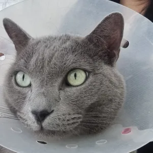 캠핑고양이 사진 2