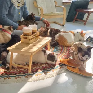 캠핑고양이 사진
