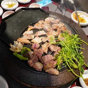 부산갈매기 사진