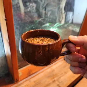 까멜리아 인 구룡포 사진