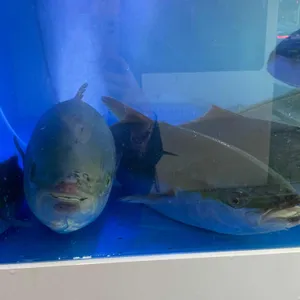 송도종합어시장 리뷰 사진