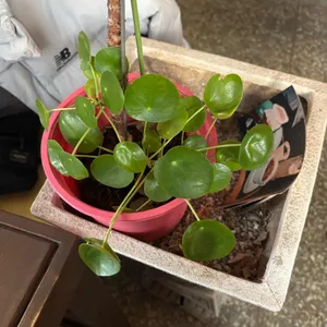 신보 사진