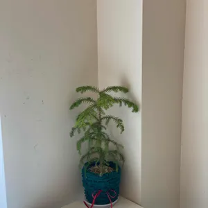 코지크럼 리뷰 사진