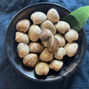 하와이조개 사진