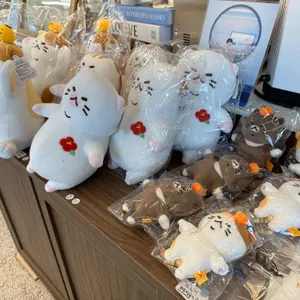제주냥이 사진