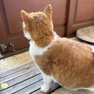 제주냥이 리뷰 사진