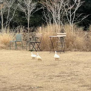 카페 담소요 리뷰 사진