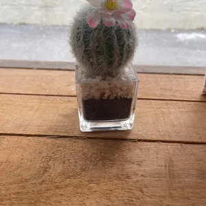 도아 사진