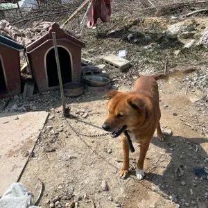 돼지사랑 리뷰 사진