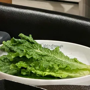 부산갈매기 사진