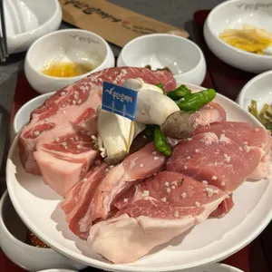 부산갈매기 사진