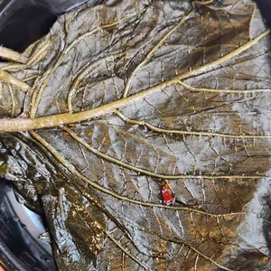 경성 팔일삼 사진
