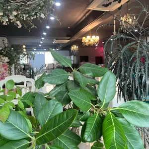 리라블랑 사진