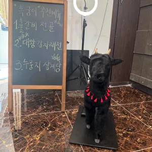 흑궁흑염소 사진 2