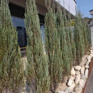 파라안 병영성 리뷰 사진