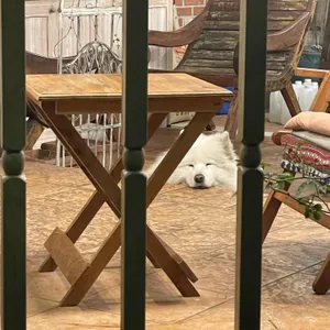 화이트아일랜드 카페 리뷰 사진