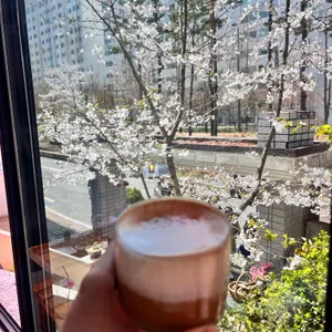 연남동 벚꽃집 사진