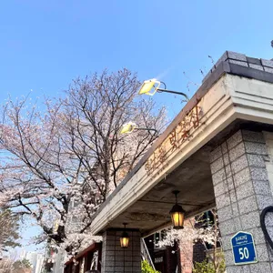 연남동 벚꽃집 리뷰 사진