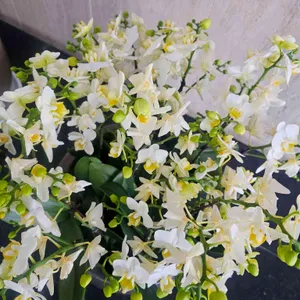 황남빵 리뷰 사진