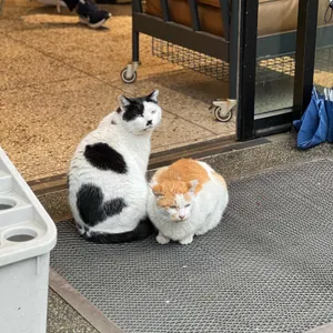 의외의조합 사진 1