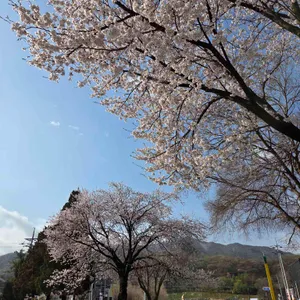 서촌막국수 리뷰 사진